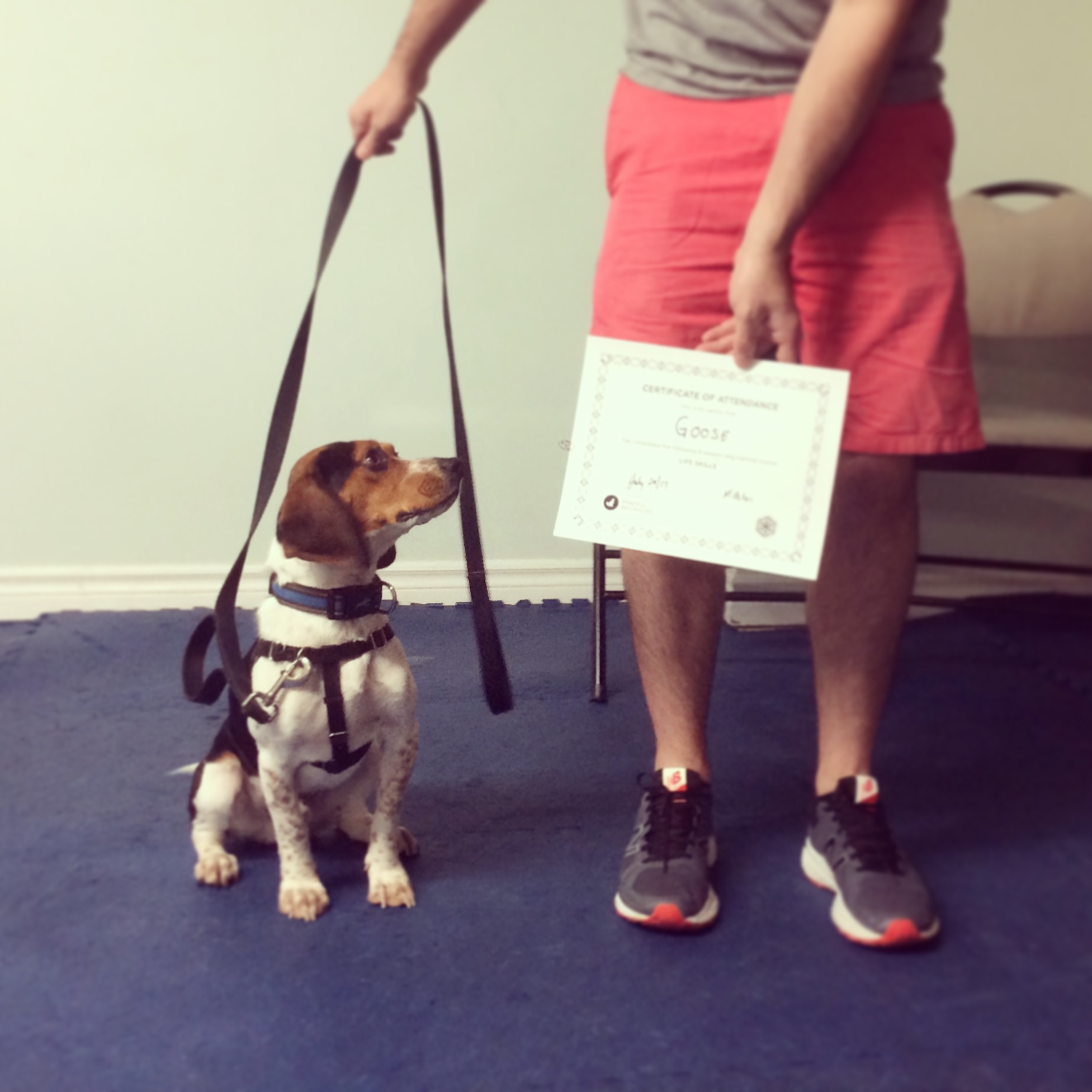 Home One Leg Up Canine Company