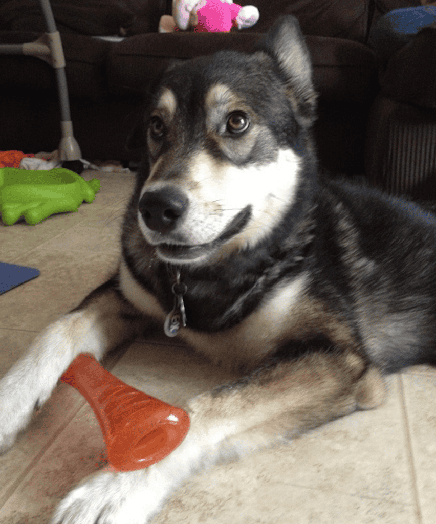 BIONIC Urban Stick Dog Toy {Review}