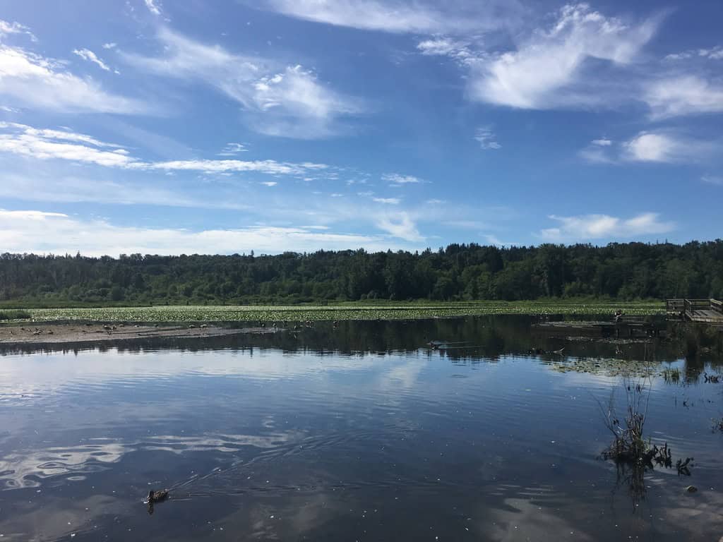 Exploring Burnaby Lake Park