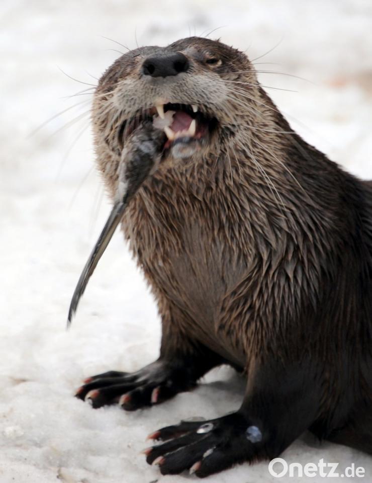 Did you see that otter wiggle? Der Fischotter Ist Flachendeckend Im Landkreis Amberg Sulzbach Angekommen Otter Land Ist Jetzt Bekannt Onetz