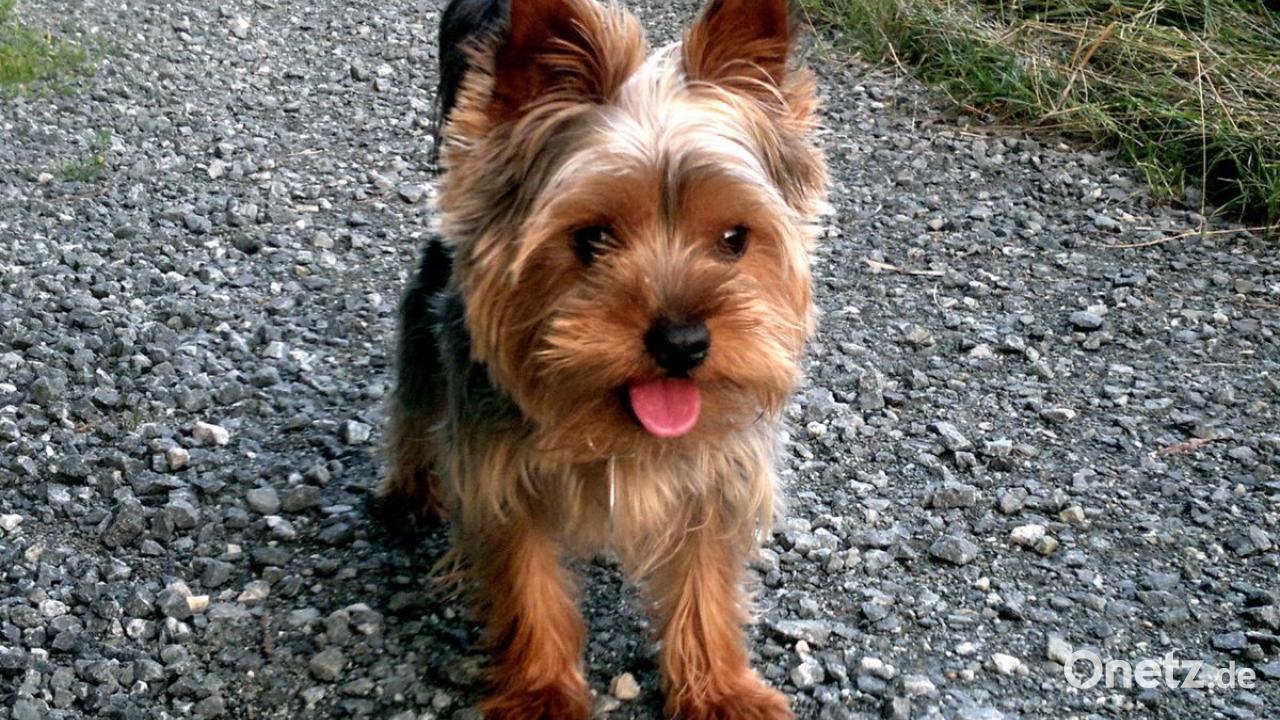 Tierheim München Hunde Ausführen
