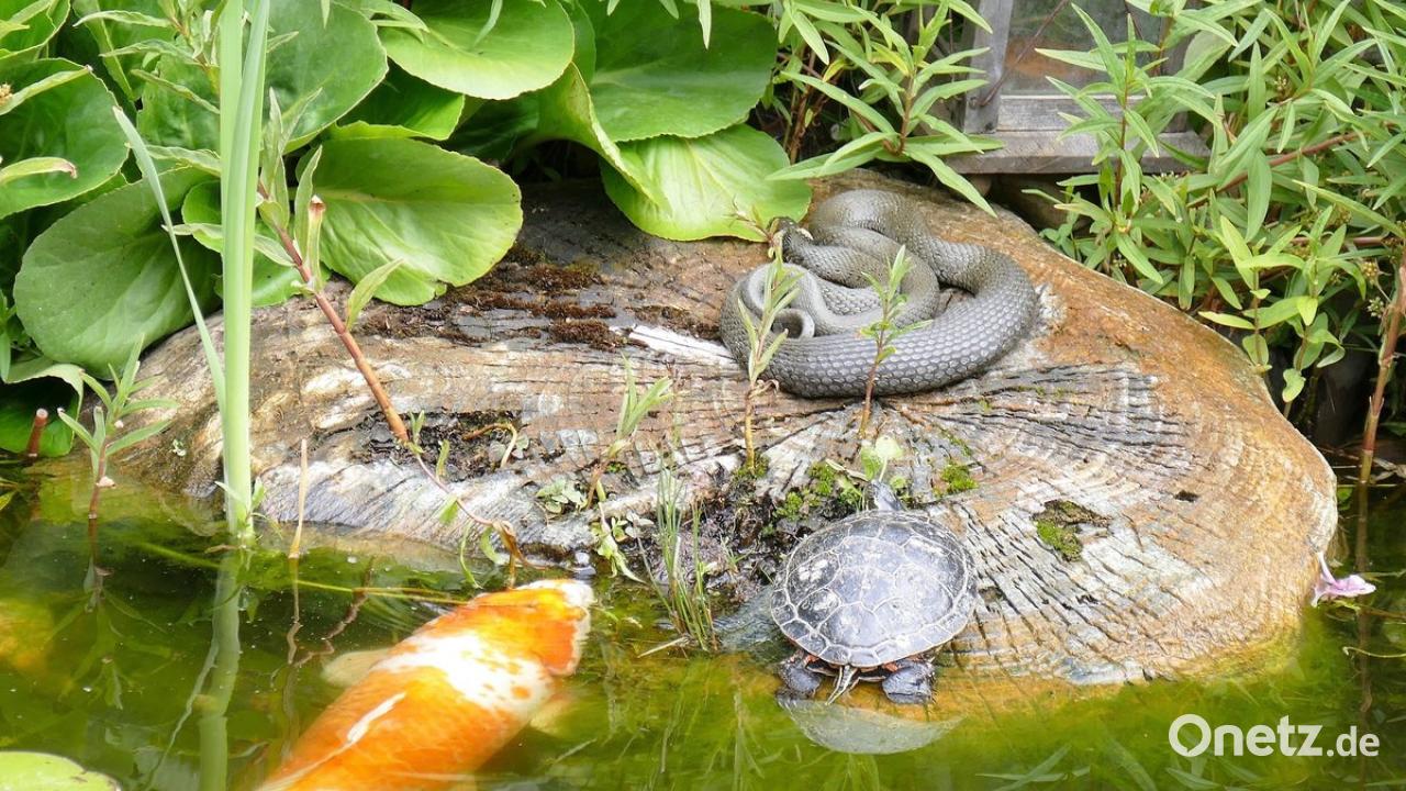 Ungewöhnliches Trio am Gartenteich