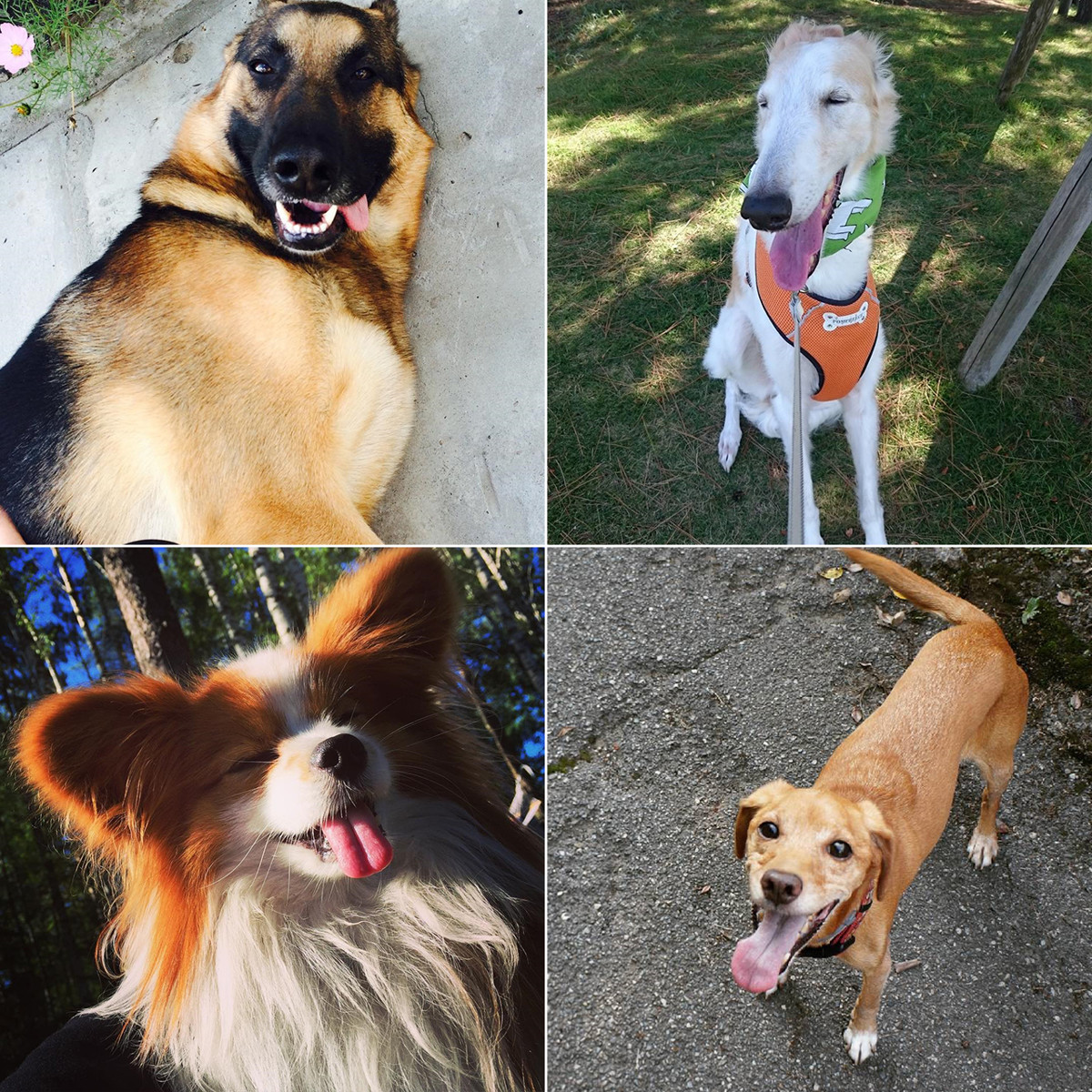 Did You Know That Dog's Mood Is Extremely Changeable?