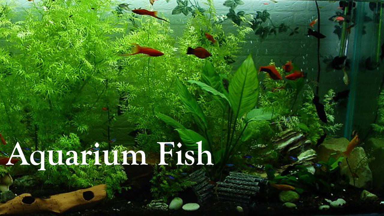 Aquarium Fish, Aquarium Fish Shop in Nepal, Aquarium Fish Full Setup in
