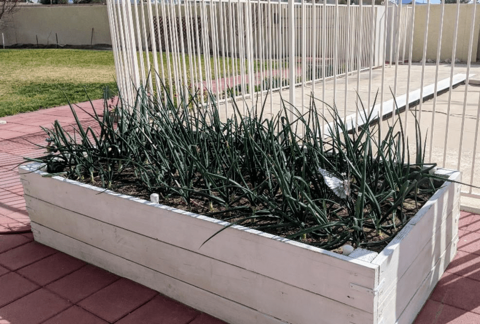 Growing Onions in Containers Onion Patch