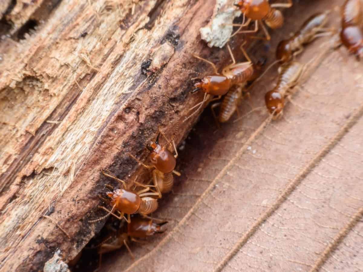Does Homeowners Insurance Cover Termite Damage? Know the Facts