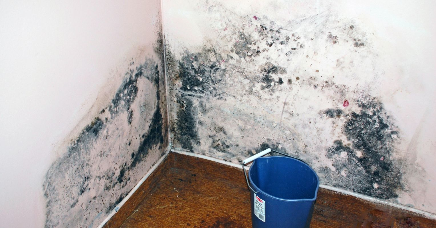 Common Signals of Mold Toxicity Your Healthcare Specialist Will Tell