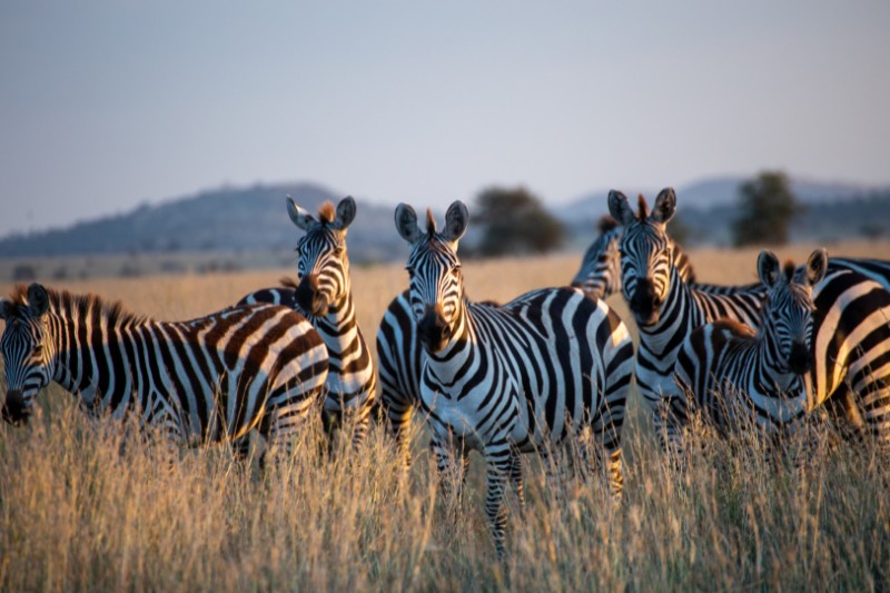 Animals That Start With Z (With Pictures) Online Field Guide
