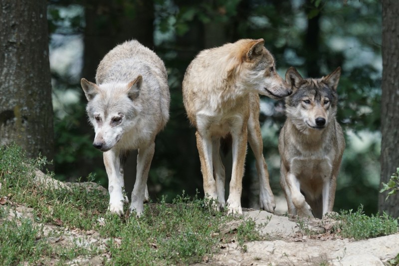 What Is a Group of Wolves Called? Wolves Collective Nouns. Online