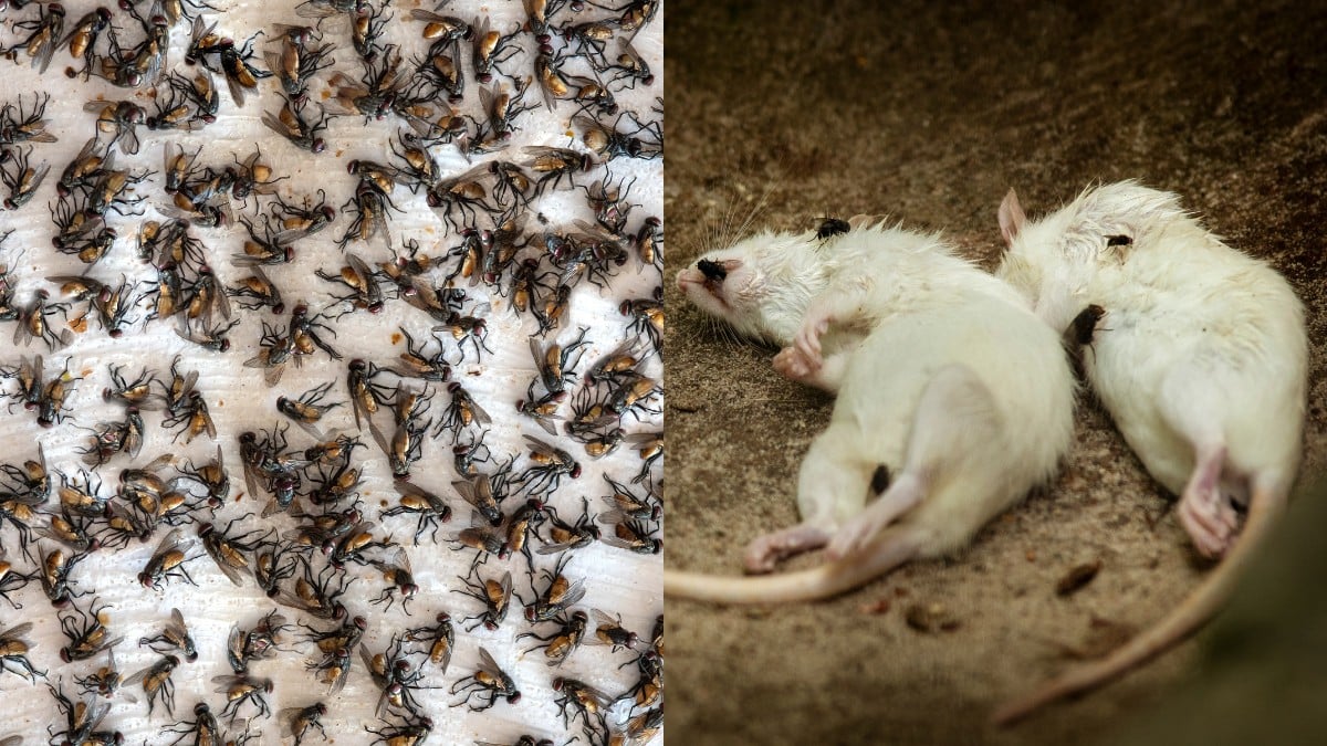 What Would Happen If Flies Went Extinct? Online Field Guide
