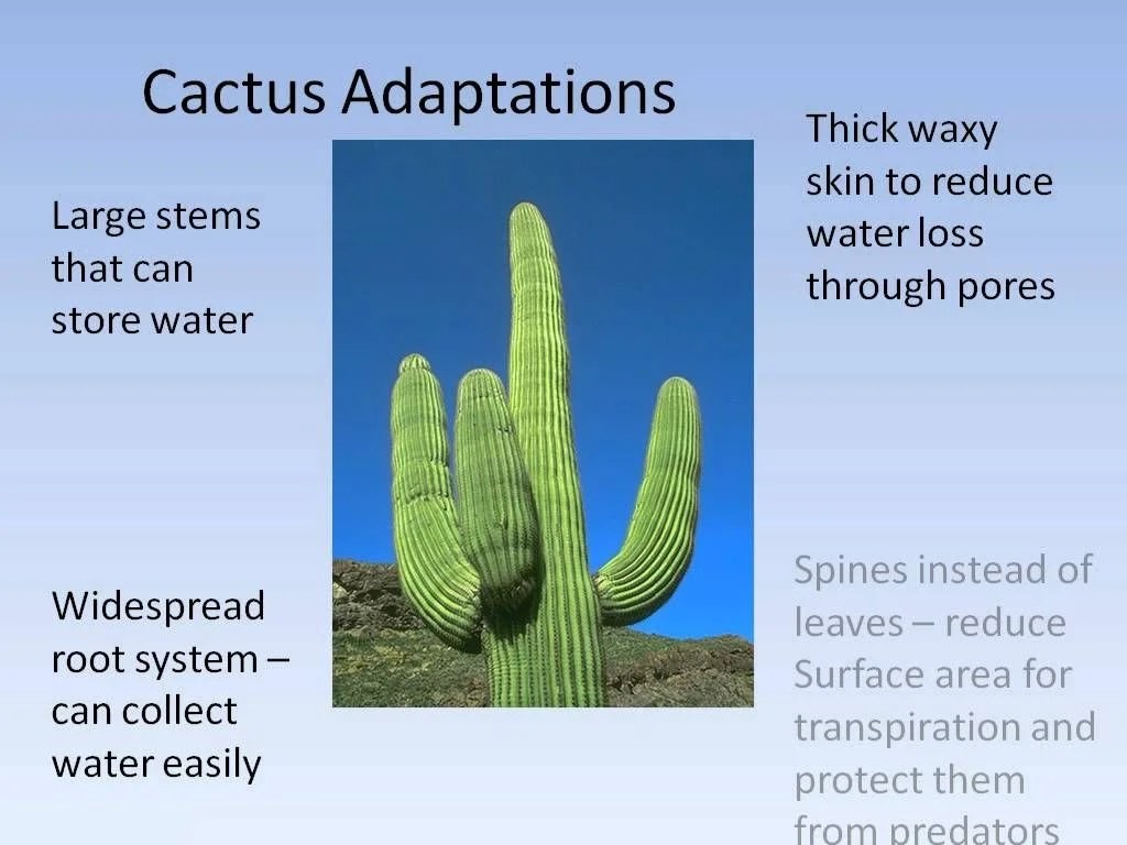 Adaptation in desert plants examples, How are Desert plants adapted to
