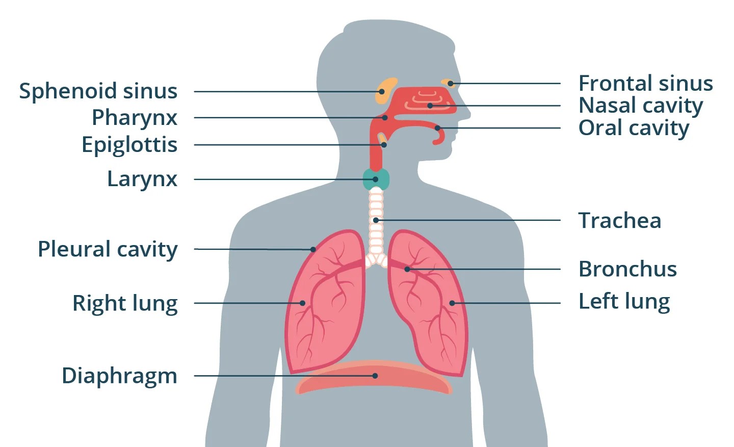 Structure of the human respiratory system Science online