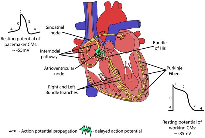 Properties of cardiac muscles, Cardiac automaticity & Conduction of