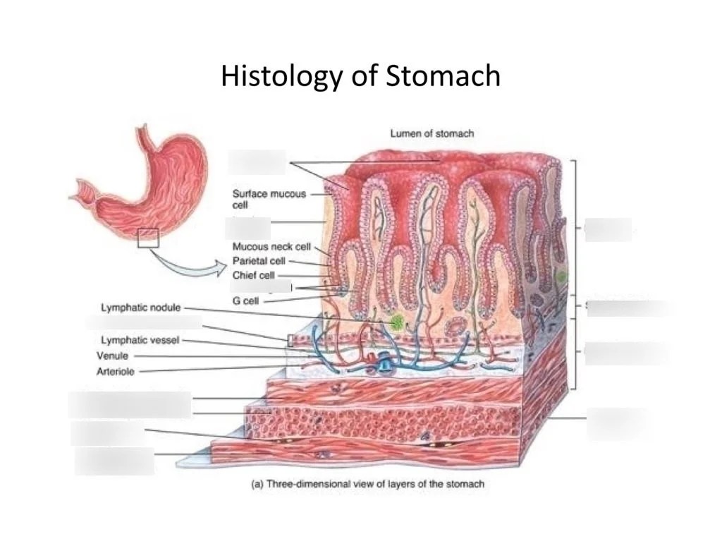 Histological structure of stomach, Fundic glands of Stomach and Gastric