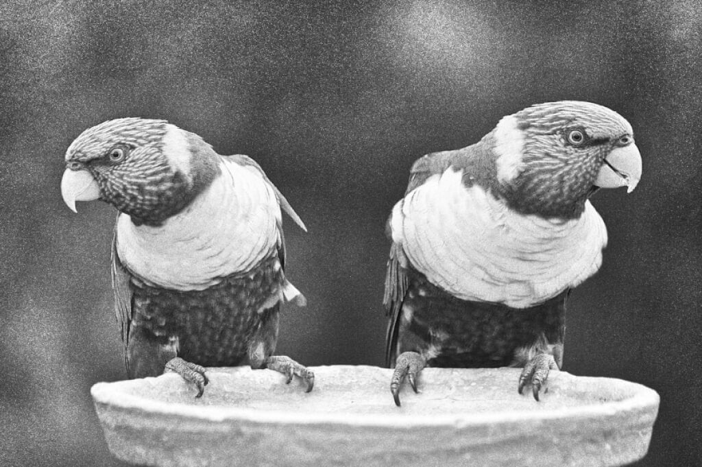 How To Make An Image Black And White In Gimp