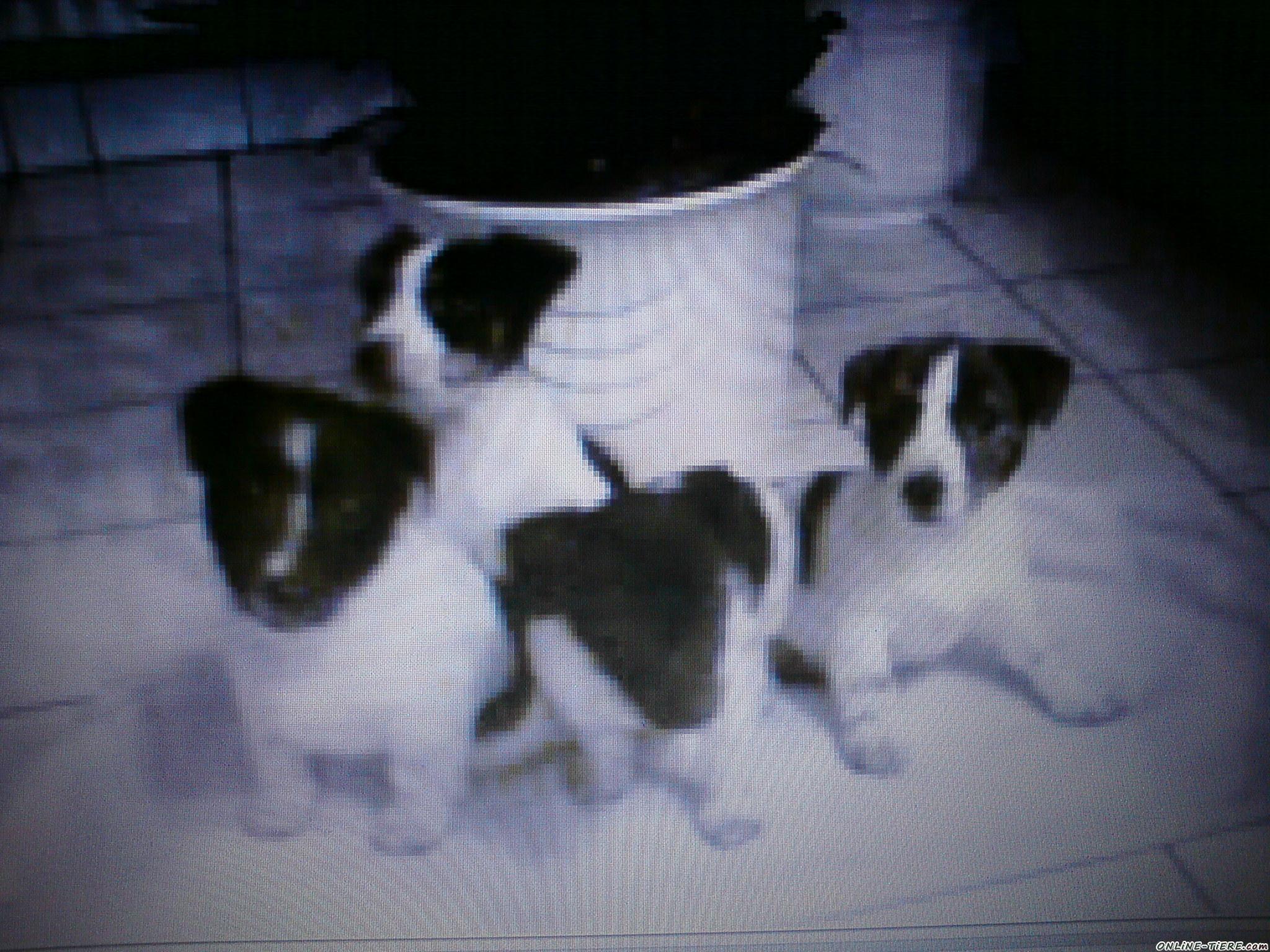 Jack Russell Welpen 04668 Draschwitz Hunde zu verkaufen