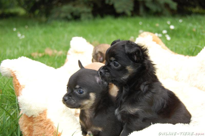 Chihuahuawelpen 04668 Parthenstein Hunde zu verkaufen 613