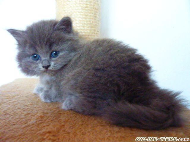 BLH Knutschkugel sucht Pflegepersonal 99819 Marksuhl Katzen zu