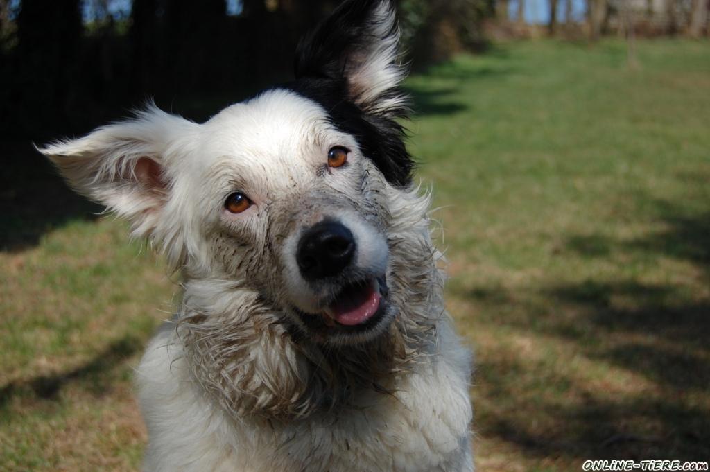 Fearne, Border Collie, 2,7 Jahre 31675 Bückeburg Hunde zu verkaufen 7491 Kleinanzeigen