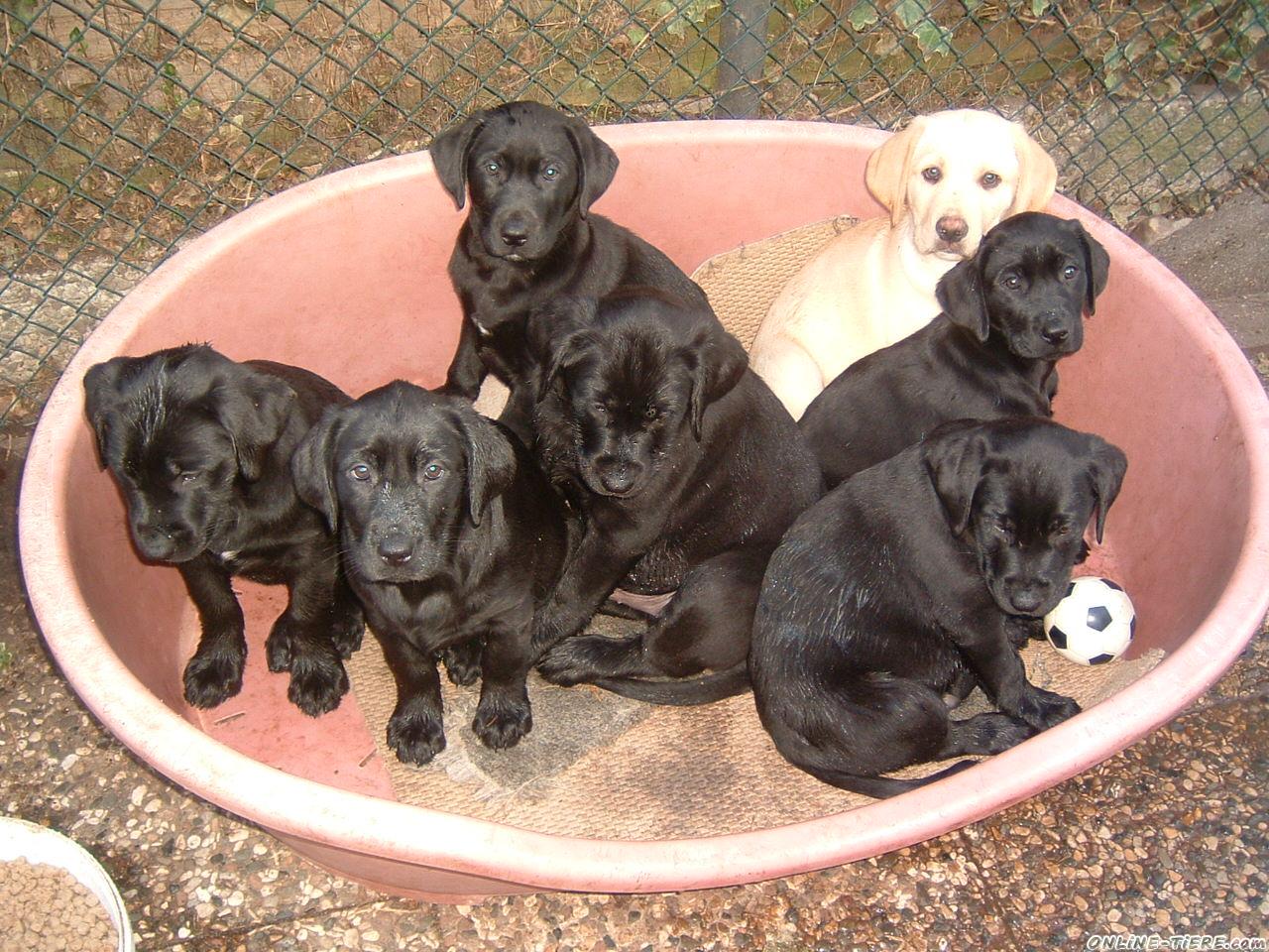 LabradorWelpen 48301 Nottuln Hunde zu verkaufen 7341 Kleinanzeigen