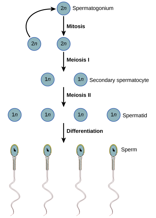 Gametogenesis in HumanSpermatogenesis and Oogenesis Online Biology Notes
