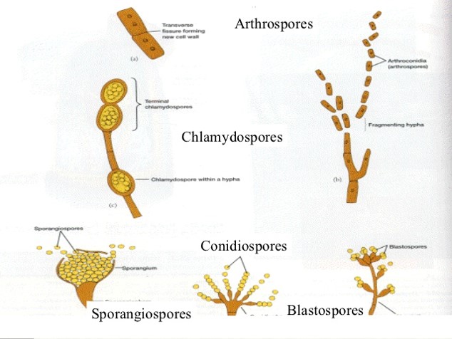 Reproduction in fungi asexual and sexual methods