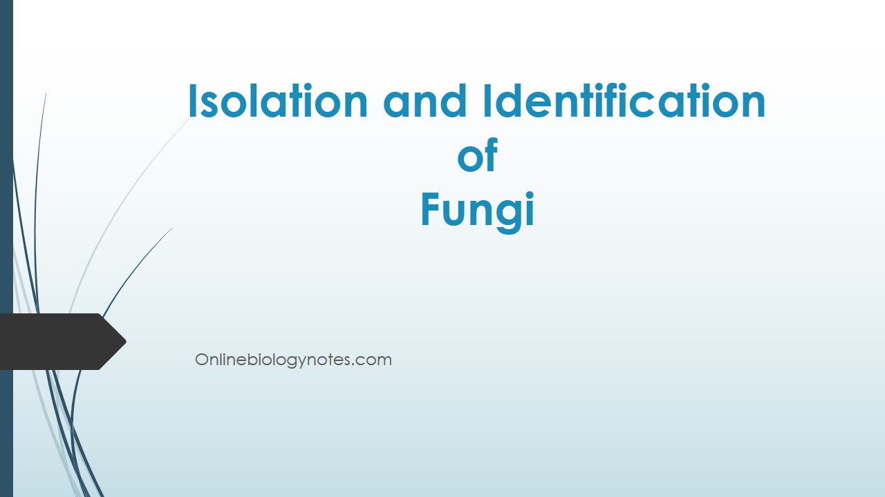 Isolation and Identification of Fungi from soil and clinical specimens