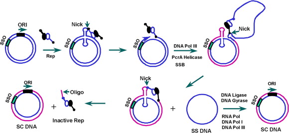 Mechanism of Plasmid replication: theta and rolling circle DNA