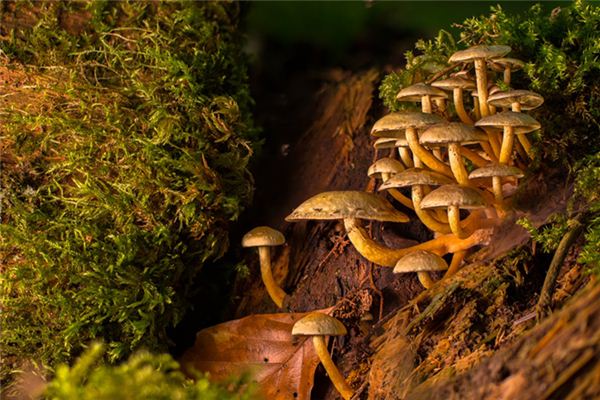 The meaning and symbol of Pine mushroom swarm in dream Online Dream