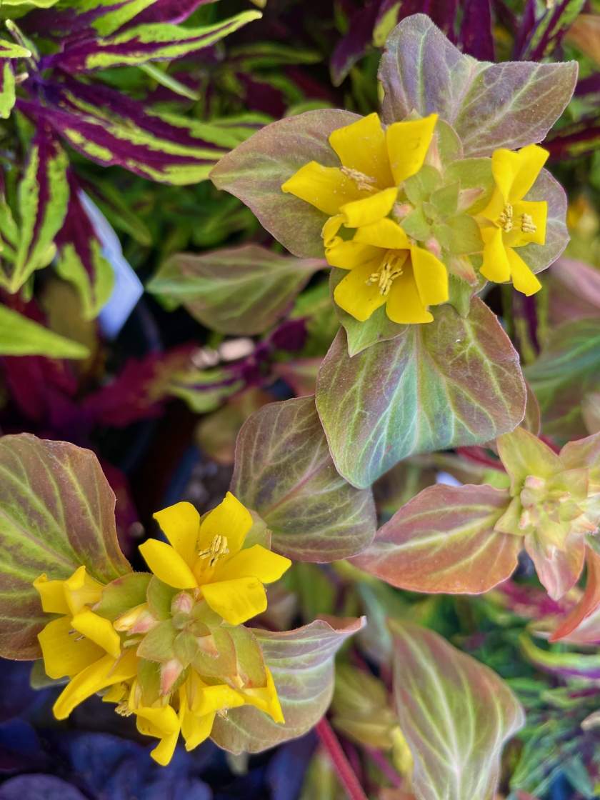 Lysimachia alfredii 'Night Light' Online Flower Garden