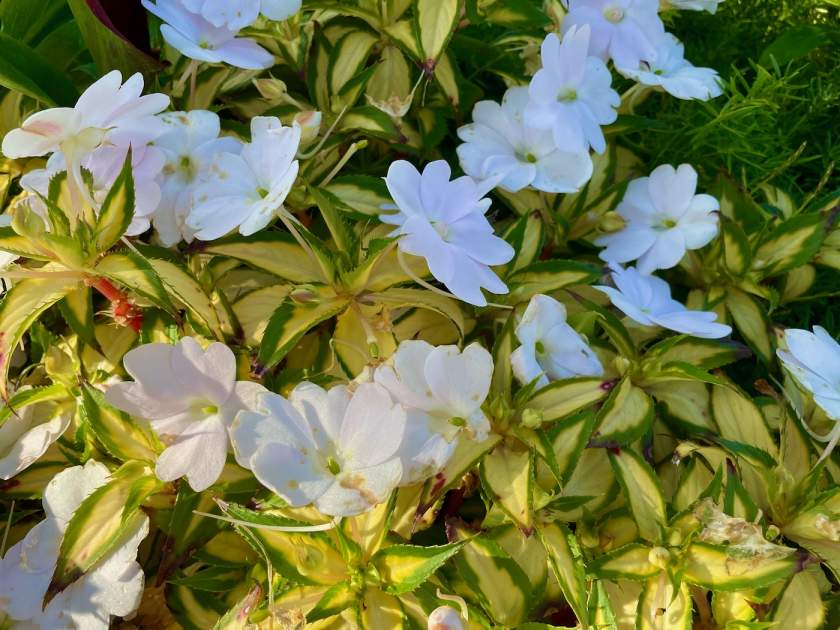 SunPatiens® Vigorous Tropical White Impatiens