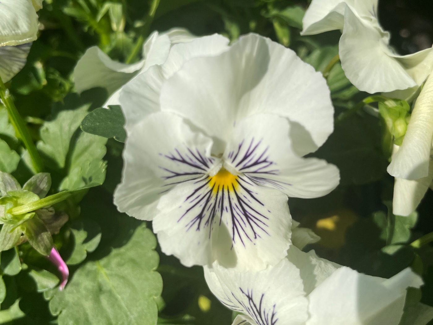 Pansy 'Cats Plus White' Online Flower Garden