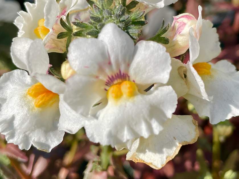 Nemesia 'Nesia™ Snow Angel' Online Flower Garden