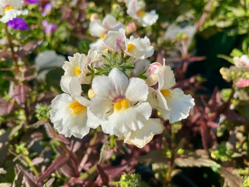 Nemesia 'Nesia™ Snow Angel' Online Flower Garden