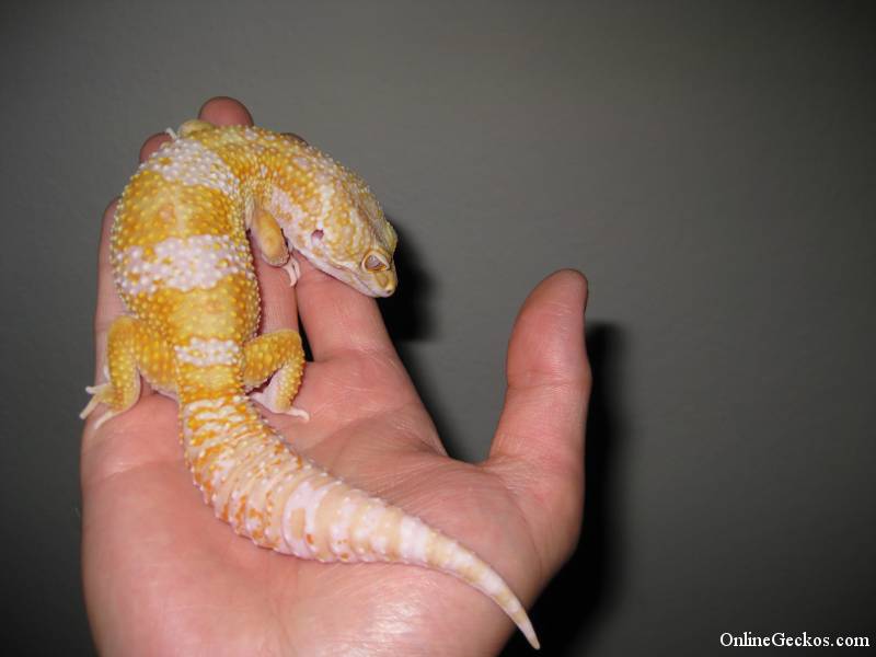 Leopard Gecko Care Guide - Caring For Pet Geckos - Leopard Geckos For Sale - Quality Gecko Breeder - Tremper - Bell - Rainwater - Giant - Mack Snow - Albino - Tangerine - Fattail