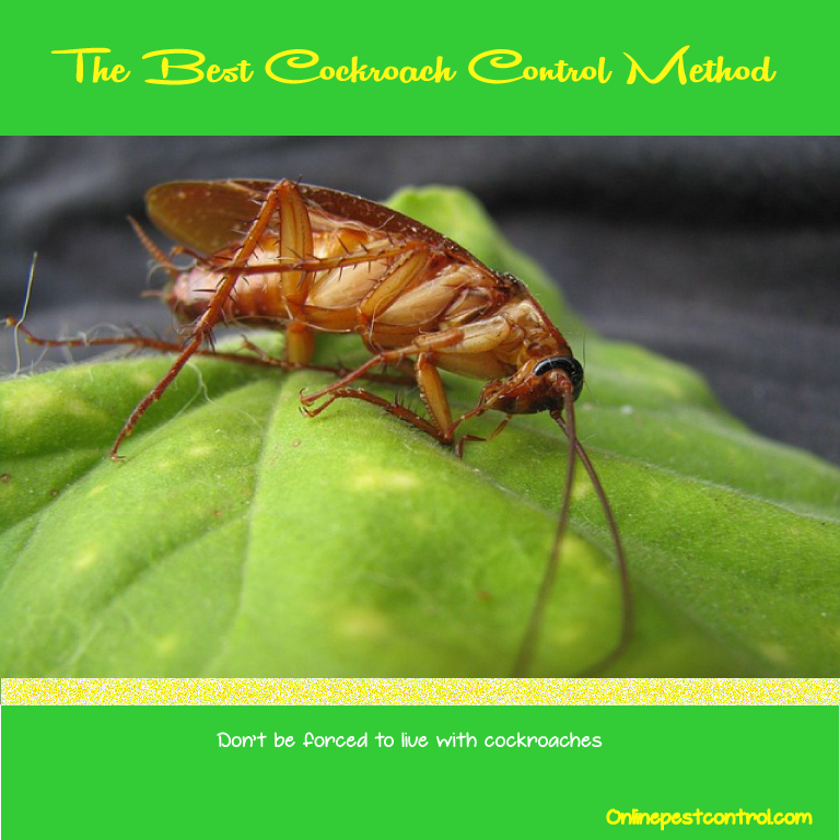 About American Pest Pest Control [Maryland, Virginia & DC ]