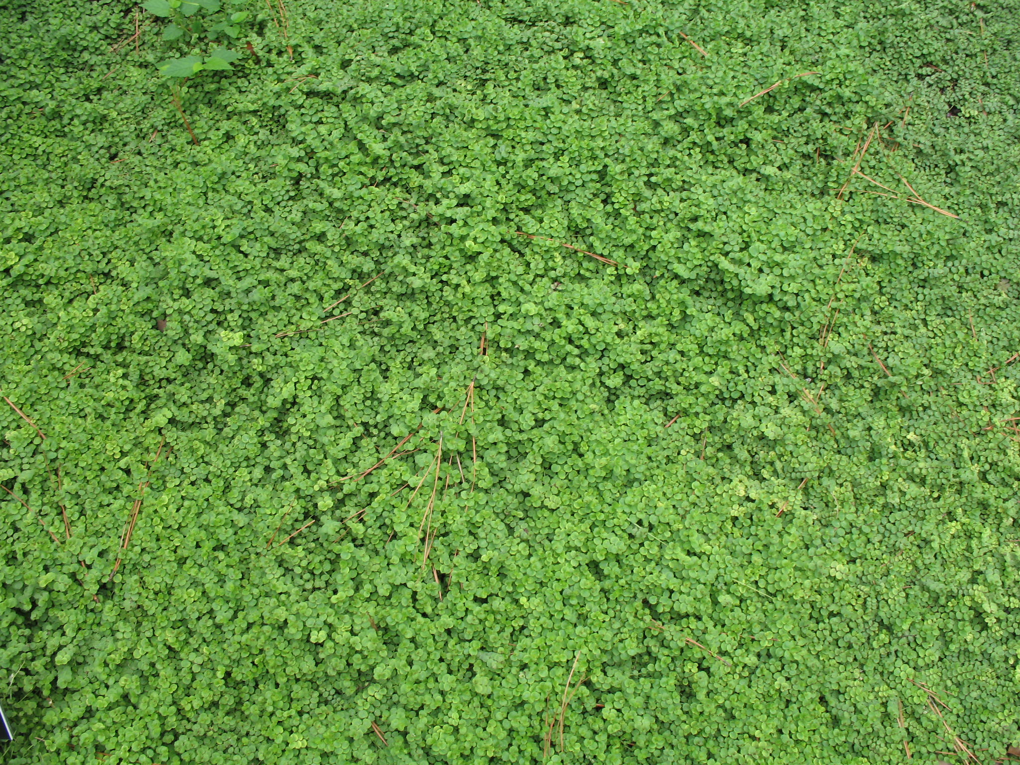 Online Plant Guide Pratia pedunculata / Blue Star Creeper