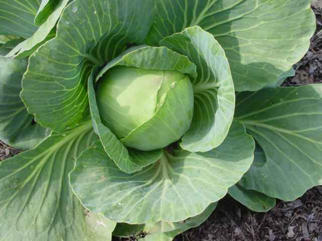Cabbage Nutrition Facts, Health Benefits, Calories and Recipes