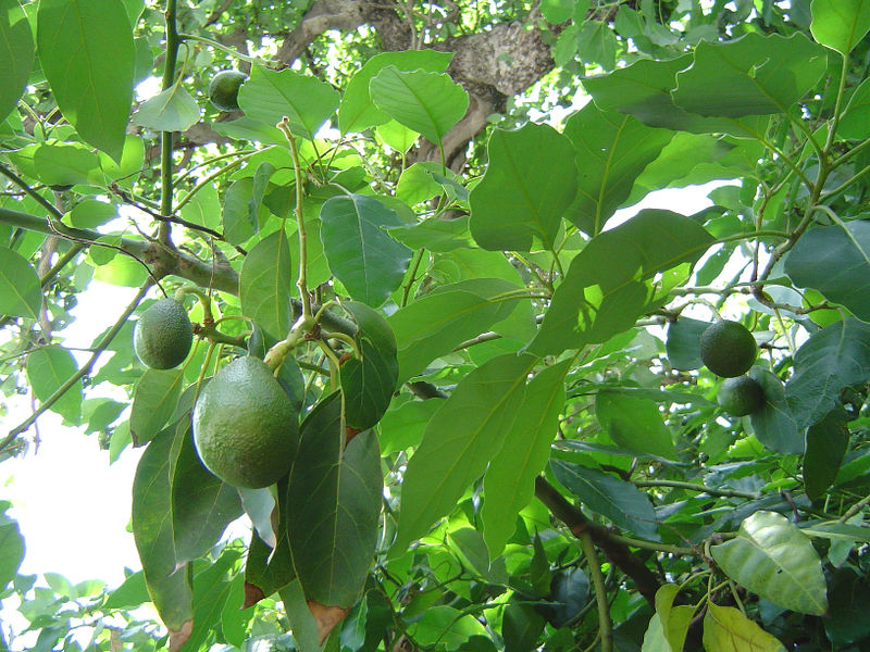 Avocado Nutrition Facts, Health Benefits, Recipes, Uses, Pictures