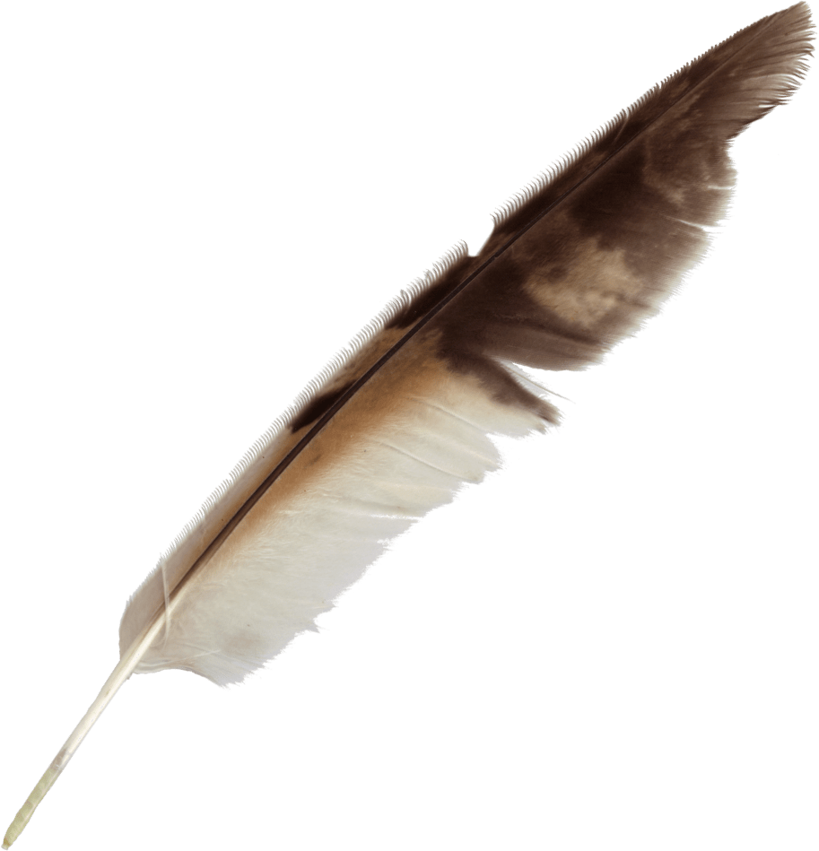 Feather Pen Png PNG Image Collection
