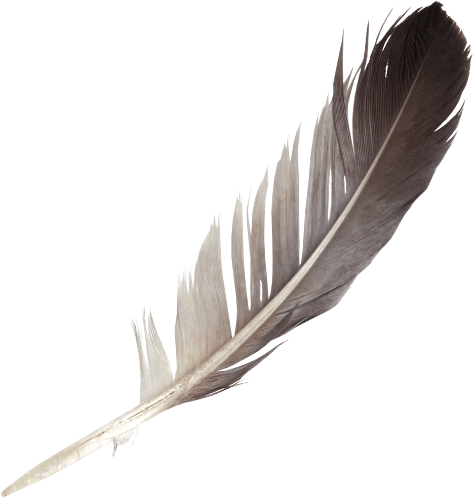 7 Feathers (PNG Transparent)