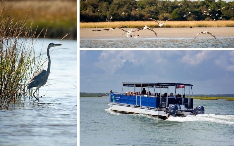 Bear Island Only In Onslow