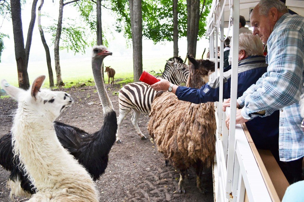 Hidden Valley Animal Adventure Park Has Best Safari Near Buffalo