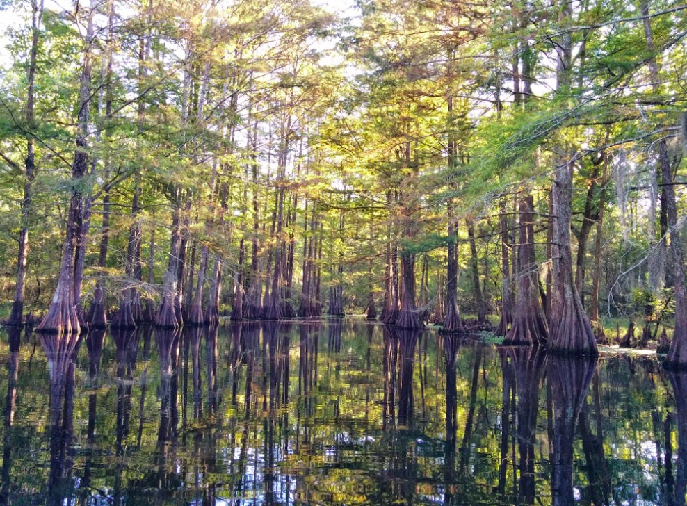 Get Lost In The Beauty Of The Spring Bayou WMA In Louisiana
