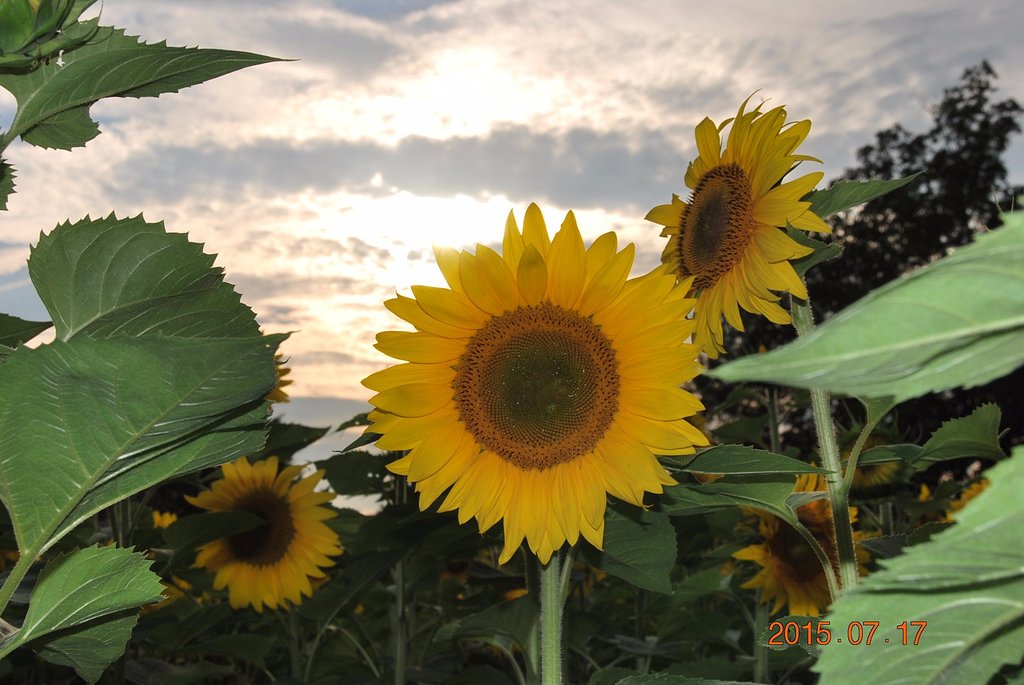 Get Lost In This Beautiful 14Acre Sunflower Farm In Connecticut