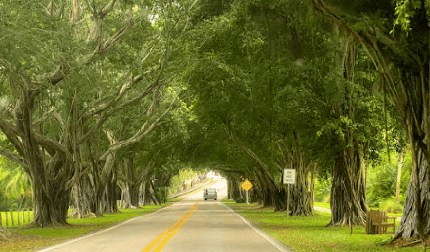 Drive Down Hobe Sound's Magical Tunnel Of Trees In Florida