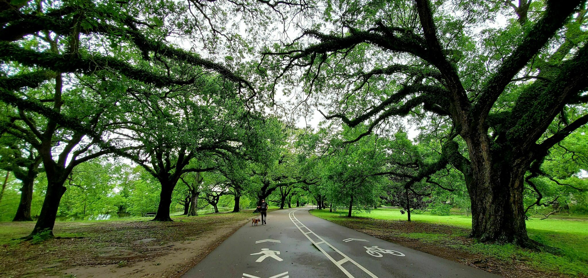 Get Your Nature Fix Strolling The Audubon Park Loop In New Orleans