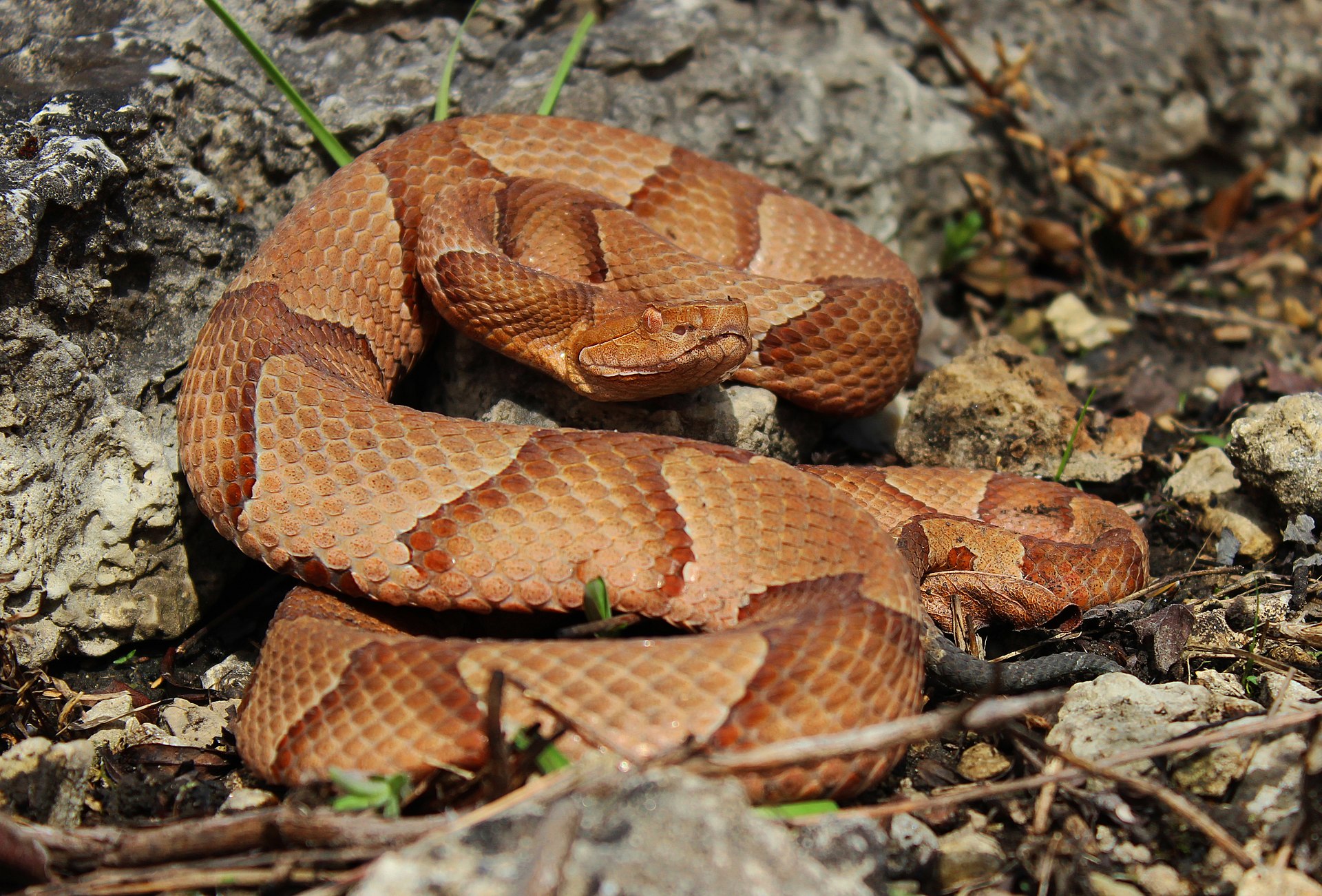 Beware Of Copperheads Eating Cicadas In Tennessee This Spring