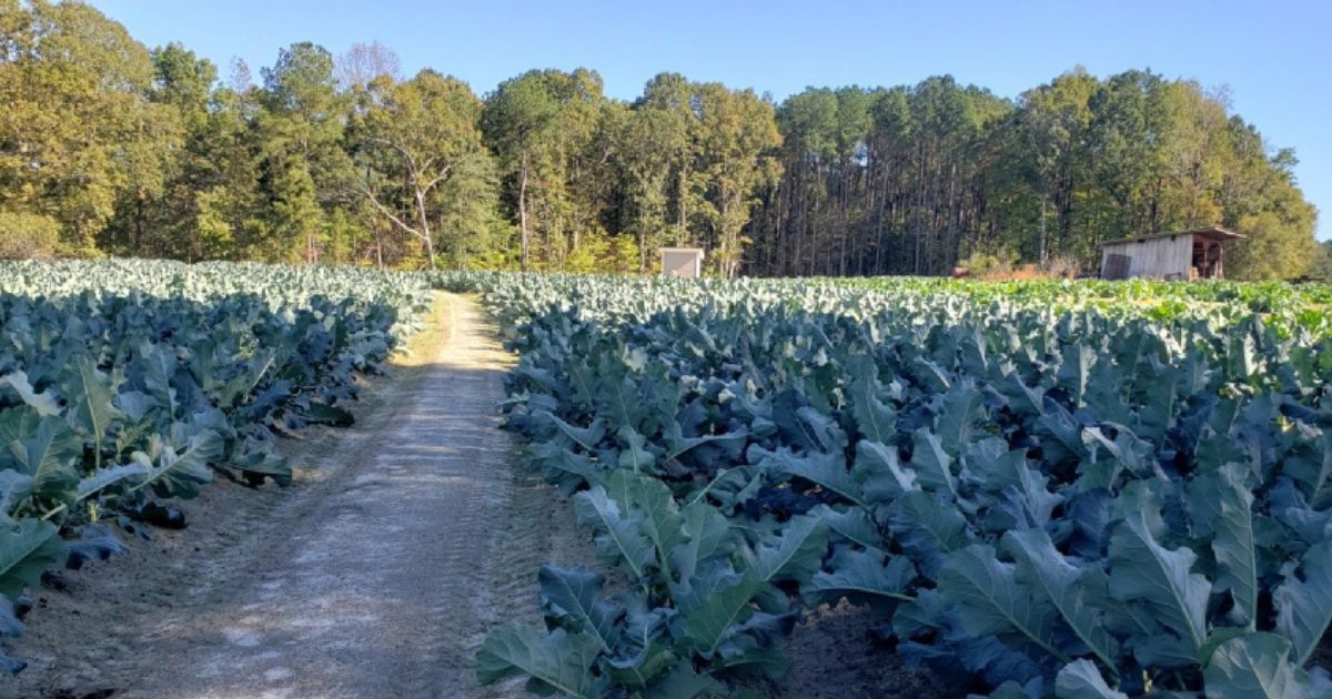 Collards Are Making A Comeback In North Carolina A Superfood
