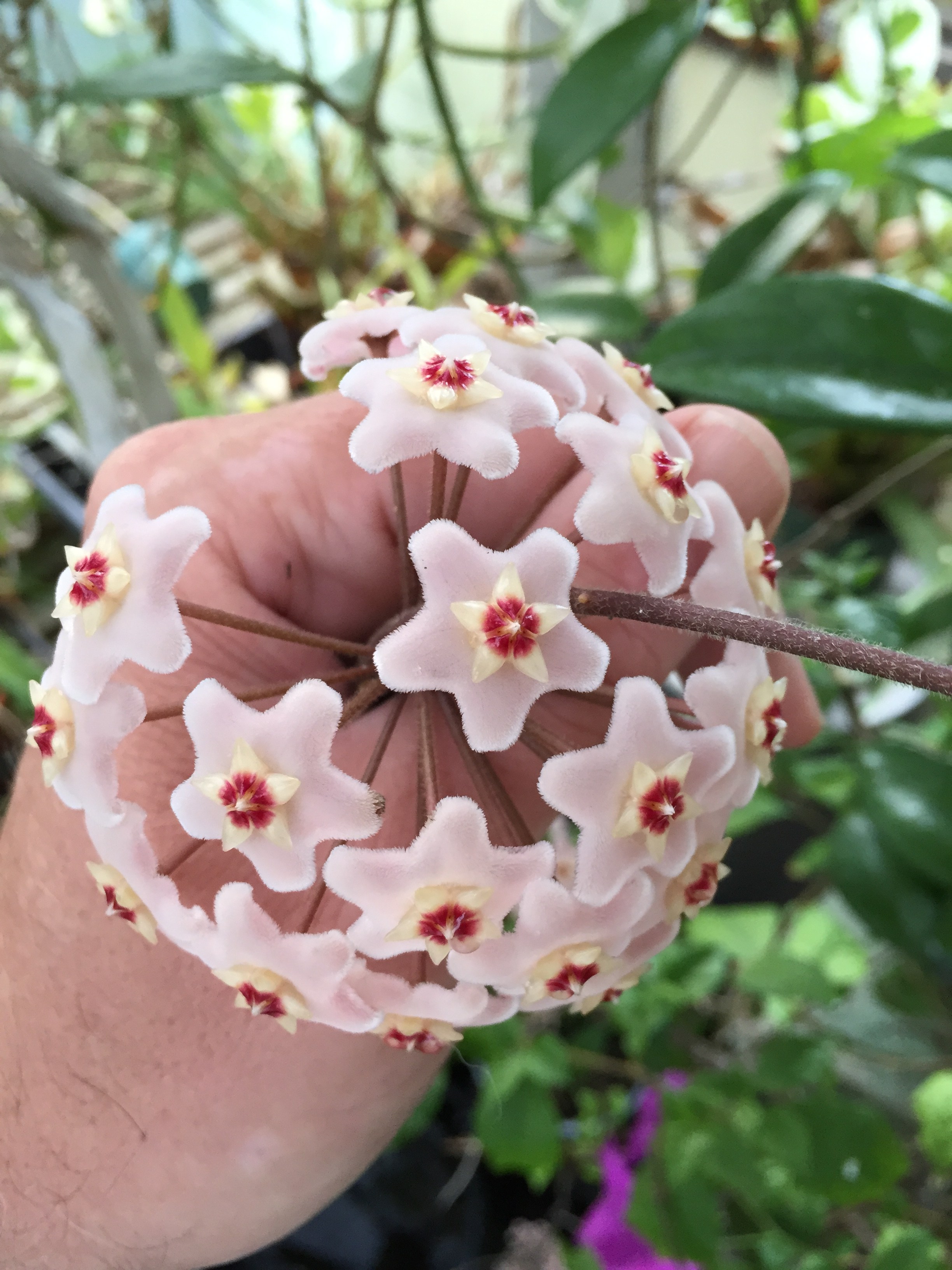 Hoya Plants